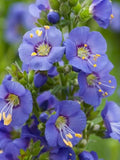 50+ Jacob's Ladder Flower Seeds-Beautiful Perennial Flower -POLEMONIUM CAERULEUM---B127 flower spore