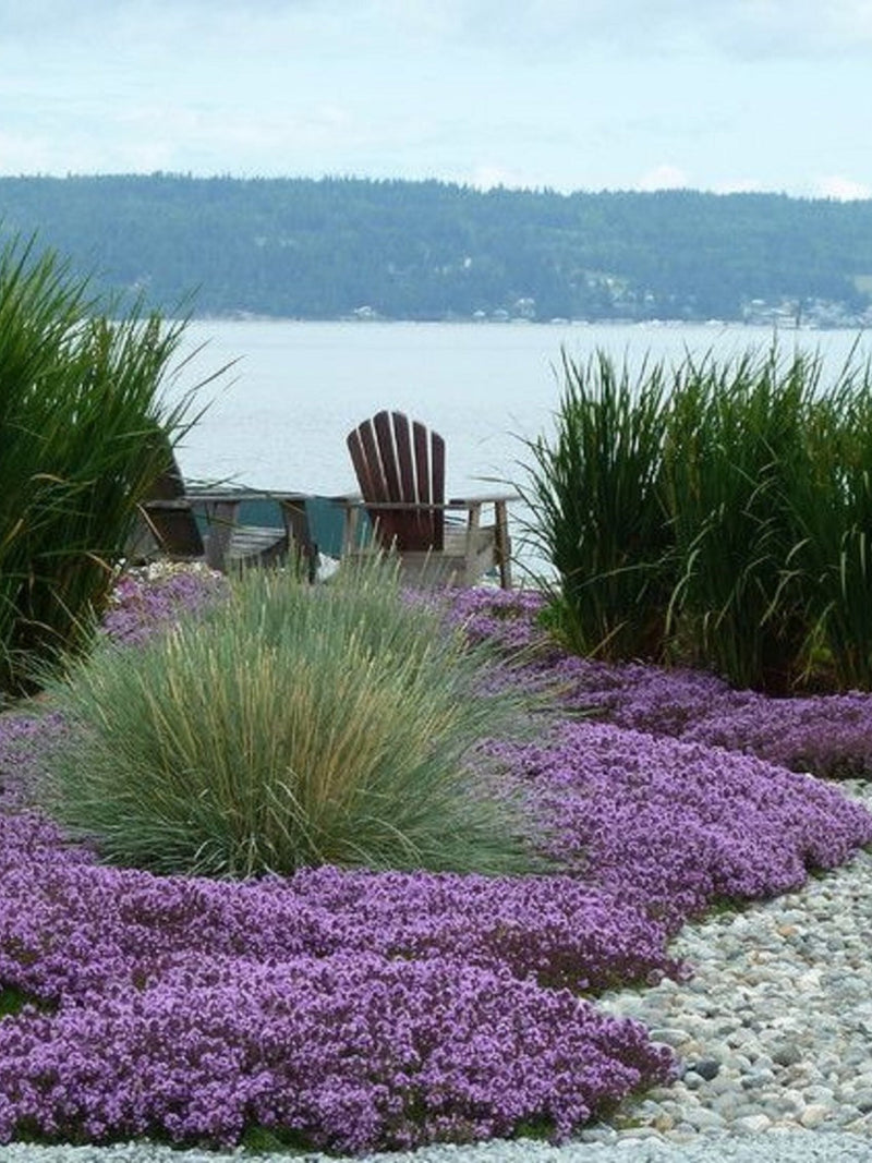 500+ SEEDS Thyme the Fragrant Ground Cover CREEPING THYME... Tiny Seeds seeds bulk