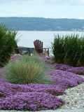 500+ SEEDS Thyme the Fragrant Ground Cover CREEPING THYME... Tiny Seeds seeds bulk