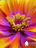 ANNUAL: WHIRLIGIG ZINNIA - 50 Seeds - Beautiful Bicolors - Attracts Butterflies, Bees, Cutflower For Arrangements flower seeds