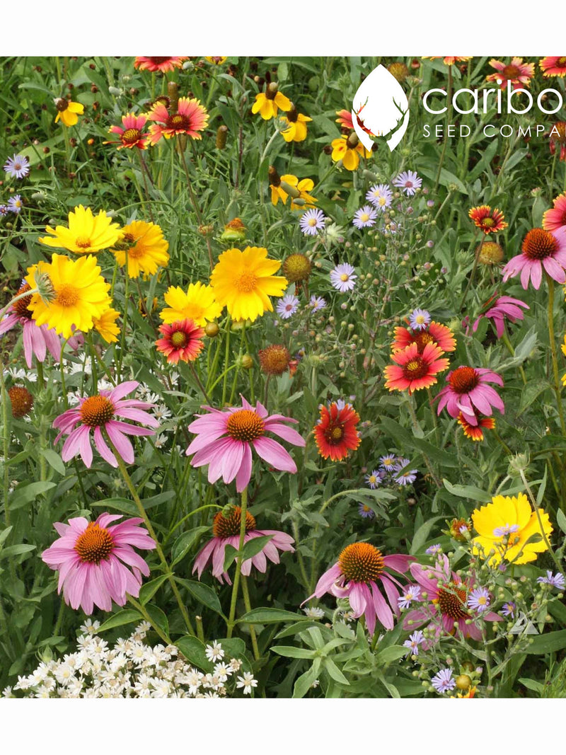WILDFLOWER: BEE MIX - 100+ Seeds  -19 Different Annuals & Perennials - Organic, Fresh, High Quality Seed flower seeds