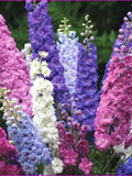 100 Pcs Larkspur Imperial Strain Mix Flower Seeds- -DELPHINIUM CONSOLIDA-Rocket Larkspur--B145 flower spore