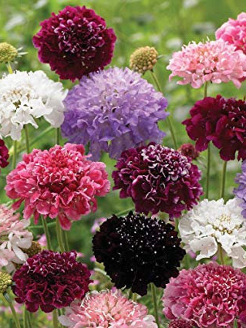 50+ Scabiosa Pincushion Imperial Giant Mix Flower Seeds-Beautiful Annual SCABIOSA ATROPURPUREA----B159 flower seeds