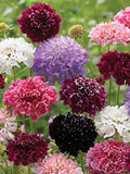50+ Scabiosa Pincushion Imperial Giant Mix Flower Seeds-Beautiful Annual SCABIOSA ATROPURPUREA----B159 flower seeds