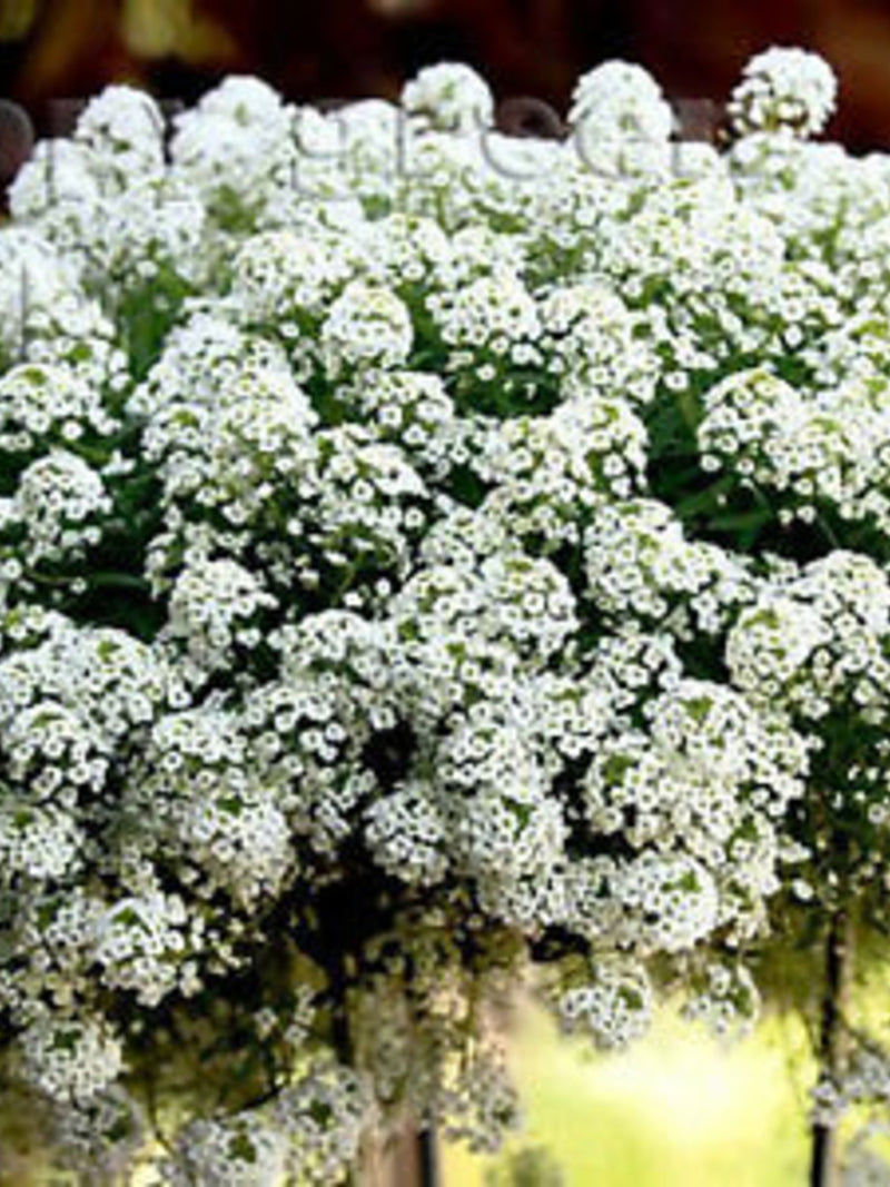 SWEET ALYSSUM WHITE - Snowcloth - 2500 seeds - Honey Fragrant - Lobularia maritima Flower flower seeds