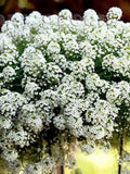 SWEET ALYSSUM WHITE - Snowcloth - 2500 seeds - Honey Fragrant - Lobularia maritima Flower flower seeds