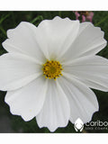ANNUAL | COSMOS PURITY | 50 Seeds | Pretty Blooms | Attracts Butterflies & Bees | Fresh Seed | High Germination flower spore