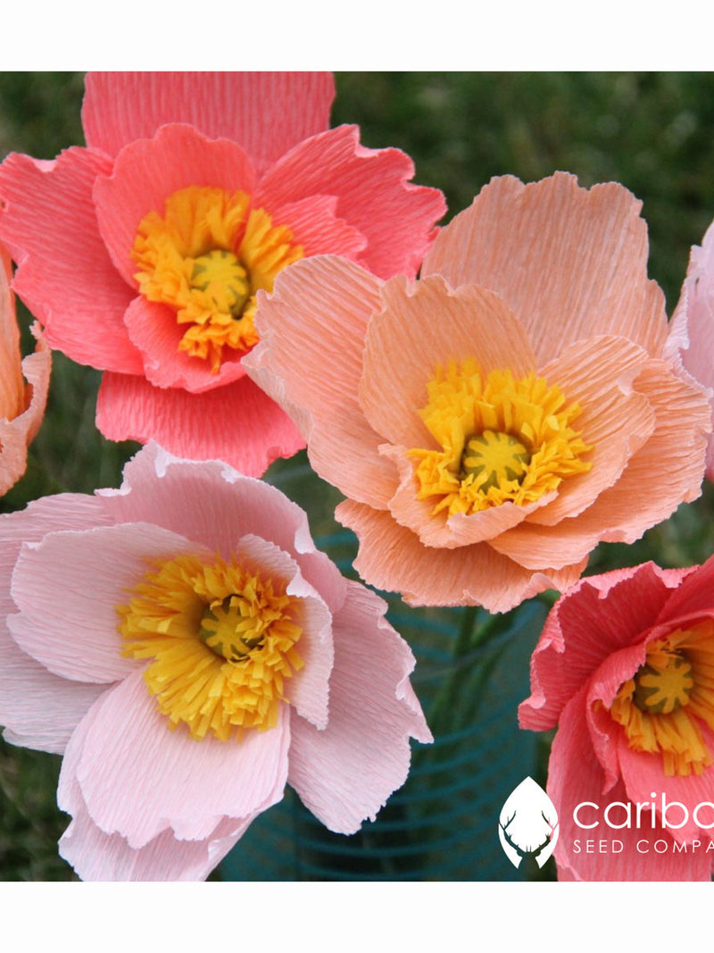 PERENNIAL |  'ICELAND POPPY' 100+ Seeds | Pastel Pink,White,Yellow, Orange Flowers | Easy To Grow Seed | High Germination, Fresh Seed flower seeds