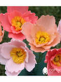 PERENNIAL |  'ICELAND POPPY' 100+ Seeds | Pastel Pink,White,Yellow, Orange Flowers | Easy To Grow Seed | High Germination, Fresh Seed flower seeds