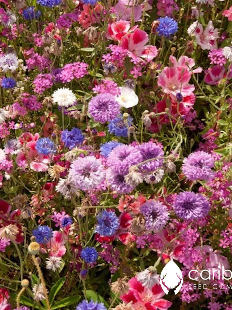 WILDFLOWER: PACIFIC NORTHWEST Mix - 100+ Seeds  - British Columbia & Oregon  - Organic, Fresh, High Quality Seed seeds bulk