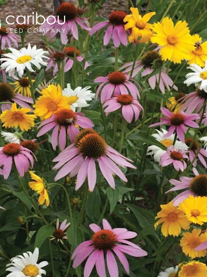 WILDFLOWER: PERENNIAL Mix - 100+ Seeds  - 13 Perennials  - Organic, Fresh, High Quality Seed seeds bulk