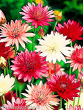 IMMORTELLE - DOUBLE MIX - 400 seeds - Xeranthemum Annuum - Everlasting Flower flower seeds