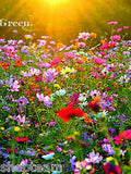 FLOWER MEADOW - WILDFLOWER mix - 1g seeds for 1 m2 -  perennial and Annual seeds seeds bulk