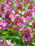Trailing Thyme - PURPLE CREEPING - 2000 SEEDS - Thymus Serpyllum - Flower Herb seeds bulk