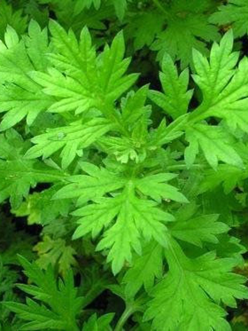 Bulk Mugwort Seeds (Black Sage) Medicinal Herb, Artemisia Vulgaris AR411C seeds bulk