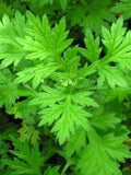 Bulk Mugwort Seeds (Black Sage) Medicinal Herb, Artemisia Vulgaris AR411C seeds bulk
