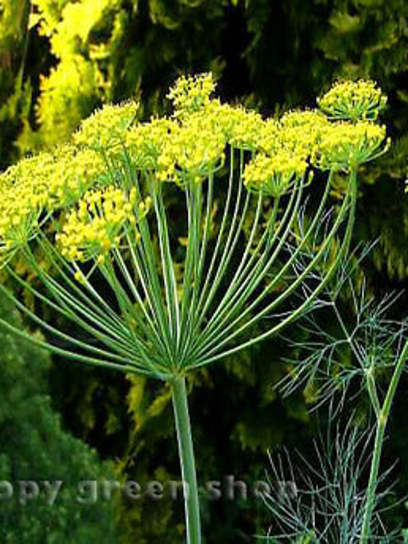 dill bouquet - 4000 SEEDS - LARGE PACKET - indoor herbs dill - anethum graveolens - bulk packet seeds bulk