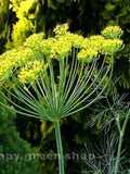 dill bouquet - 4000 SEEDS - LARGE PACKET - indoor herbs dill - anethum graveolens - bulk packet seeds bulk