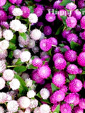 GOMPHRENA MIX - Gomphrena Globosa - 120 SEEDS - Annual Flower flower seeds