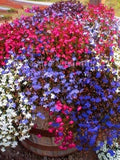 200+  Lobelia Pendula Trailing  Cascade Mix Flower Seeds- Very Beautiful-B122 seeds bulk