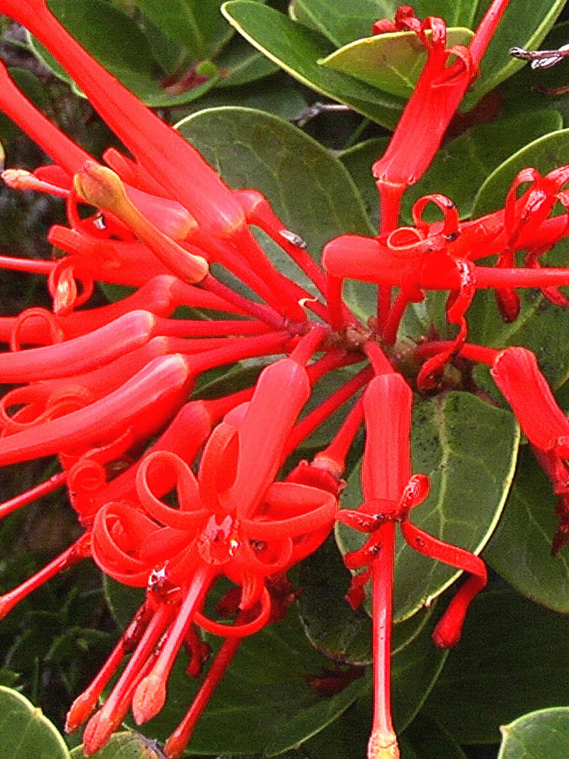 Embothrium coccineum 4 Seeds - Chilean Fire Tree, Flame Flower flower spore