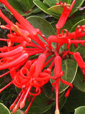 Embothrium coccineum 4 Seeds - Chilean Fire Tree, Flame Flower flower spore