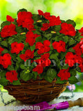 BUSY LIZZIE RED - Baby Series - 230 seeds - Impatiens walleriana - Top Flowering flower seeds