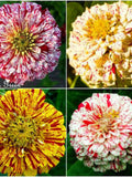 Zinnia Dahlia - PEPPERMINT STICK - 340 SEEDS - Zinnia elegans - Pumila flowered flower seeds