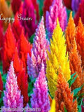 PLUMED COCKSCOMB TALL mix - 900 seeds - Celosia argentea plumosa - flower flower seeds
