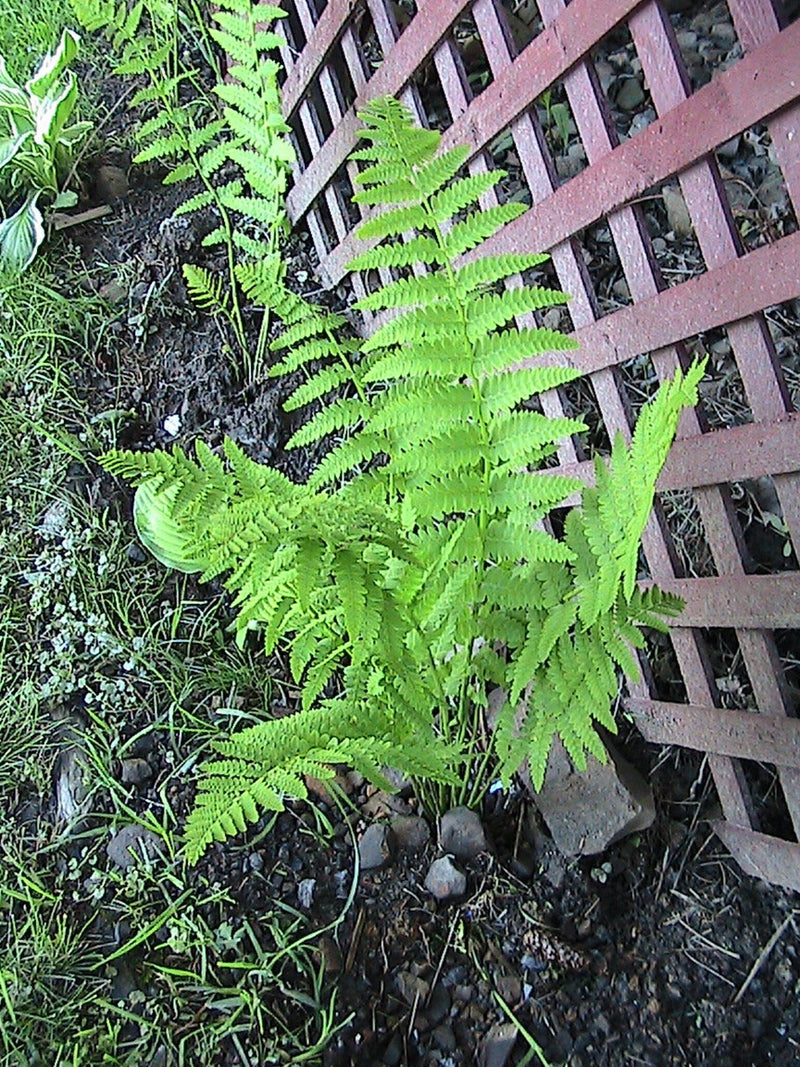 400 Interrupted Fern Spores/Seeds flower spore