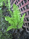 400 Interrupted Fern Spores/Seeds flower spore