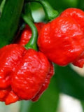 Trinidad Moruga Scorpion 10+ seeds seeds bulk