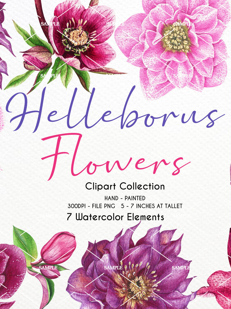 Watercolor Helleborus Flower Clipart,Helleborus Flower,Helleborus Flower Wedding,Helleborus Flower invitation, Flower Hand painted | WCHE_01 flower spore