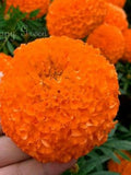 AFRICAN MARIGOLD SIERRA - 300 seeds - Tagates erecta double - Large orange flower flower seeds