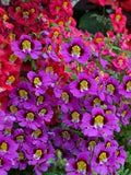 100 Pcs  Schizanthus  Mix Angel Wings Flower Seeds-Schizanthus x Wisetonensis- Poor Man's Orchid-Butterfly Flower-Brilliant Colours!/(FL418) flower spore