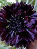 50+ Cornflower Cyanus Flower Seeds-Black Ball-Centaurea Cyanus-Black Bachelor's Button-Tall Double Ball Black Seeds-Fine Tall Perennial-B402 flower spore