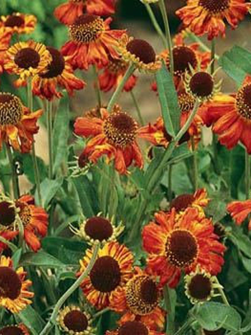 50 Sneezeweed Autumnale Seeds-HELENIUM AUTUMNALE\Dogtooth Daisy\Highly Medicinal\Autumn Sneezeweed\Helenium Sneezeweed\Magnet for Bees\FL462 flower spore