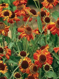 50 Sneezeweed Autumnale Seeds-HELENIUM AUTUMNALE\Dogtooth Daisy\Highly Medicinal\Autumn Sneezeweed\Helenium Sneezeweed\Magnet for Bees\FL462 flower spore