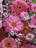 100 Pcs  Pink Color Shades Mix Wildflowers Seeds/Beautiful Wild Flower Mixtures/Divinely Beautiful Annuals/FL475 seeds bulk