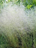 200 Cloud Grass Seeds/Agrostis Nebulosa/Bentgrass/Drought tolerant/Great for fresh or dried flowers and cut flowers/ Gorgeous Annual/P044 flower spore