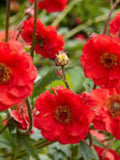 100+  Rare Geum Flower Seeds-Geum Chiloense Flower Seeds-Mrs Bradshaw- Award Winner-B472 flower spore