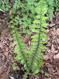 200 Ebony Spleenwort Fern Spores/Seeds flower spore