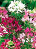 50 Pcs  Cleome Mix Flower Seeds/ Cleome Spinosa Spider Flower Mix/CLEOME HASSLERIANA/ Grandfather's Whiskers/ Glows at night/FL490 flower spore