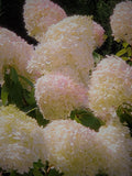 DIGITAL PRINT, blush hydrangeas, flowers, nature photo, pink/cream colors, darker green leaves, can print/frame, display in any room of home house warming flower