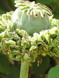 200 Pcs Poppy Hen and Chicken Flower Seeds/PAPAVER SOMNIFERUM/ Have unusual Seeds Pods/Great for decorations/FL512 FLOWER DELIVERY
