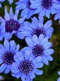 50+ Blue Felicia Daisy Flower Seeds-Felicia Heterophylla- Felicia Blue Daisy Flower-Forever Blue Flower-B483 flower seeds