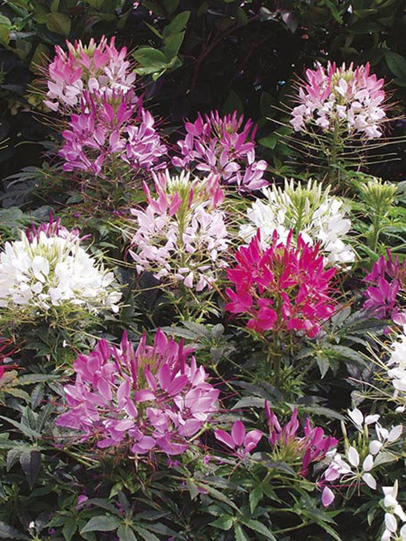 50+ Mix Cleome Flower Seeds-Cleome Spider Flower-Cleome Hassleriana-Spider Plant-Gorgeous Perennial-B490 flower spore