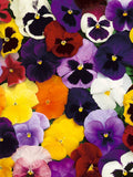 100+ Mix Pansy Swiss Giant Flower Seeds-Mixed Pansy Flowers -Pansy Swiss Giant Mix Flower -Viola Wittrockiana- Colorful Biennial-B495 flower seeds