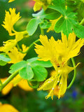 CANARY CREEPER - nasturtium - 30 SEEDS Tropaeolum peregrinum canariense climbing flower spore