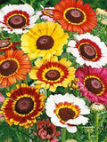 100 Painted Daisy Flower Seeds- Chrysenthemum Carinatus- Beautiful, Fast growing and Showy Annual Daisy Flower! / FL778 flower spore